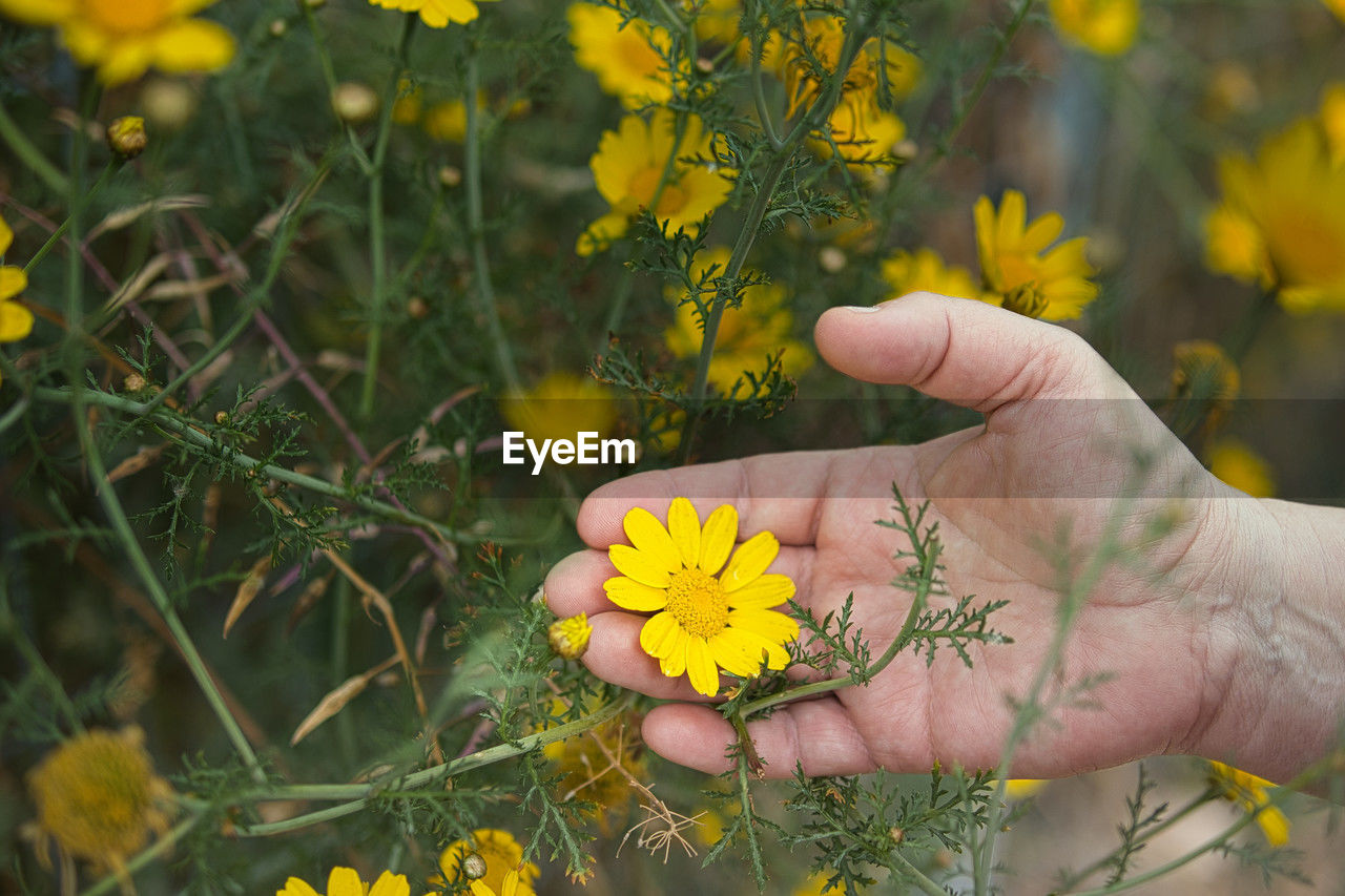 yellow, flower, plant, flowering plant, hand, freshness, nature, wildflower, beauty in nature, meadow, growth, one person, fragility, close-up, holding, flower head, adult, outdoors, day, lifestyles, touching, field, autumn, land, rural scene, leisure activity, focus on foreground, agriculture