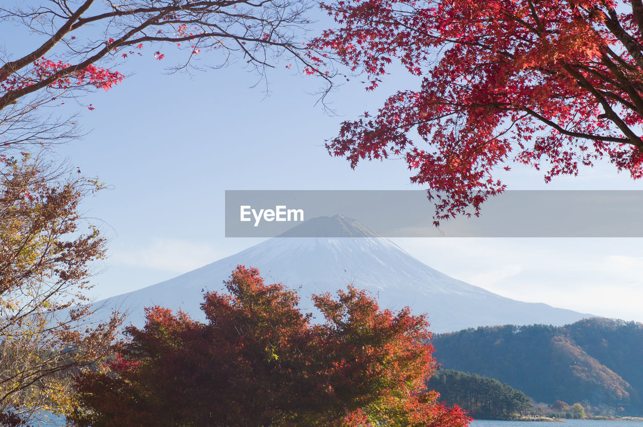 View of trees on mountain against sky