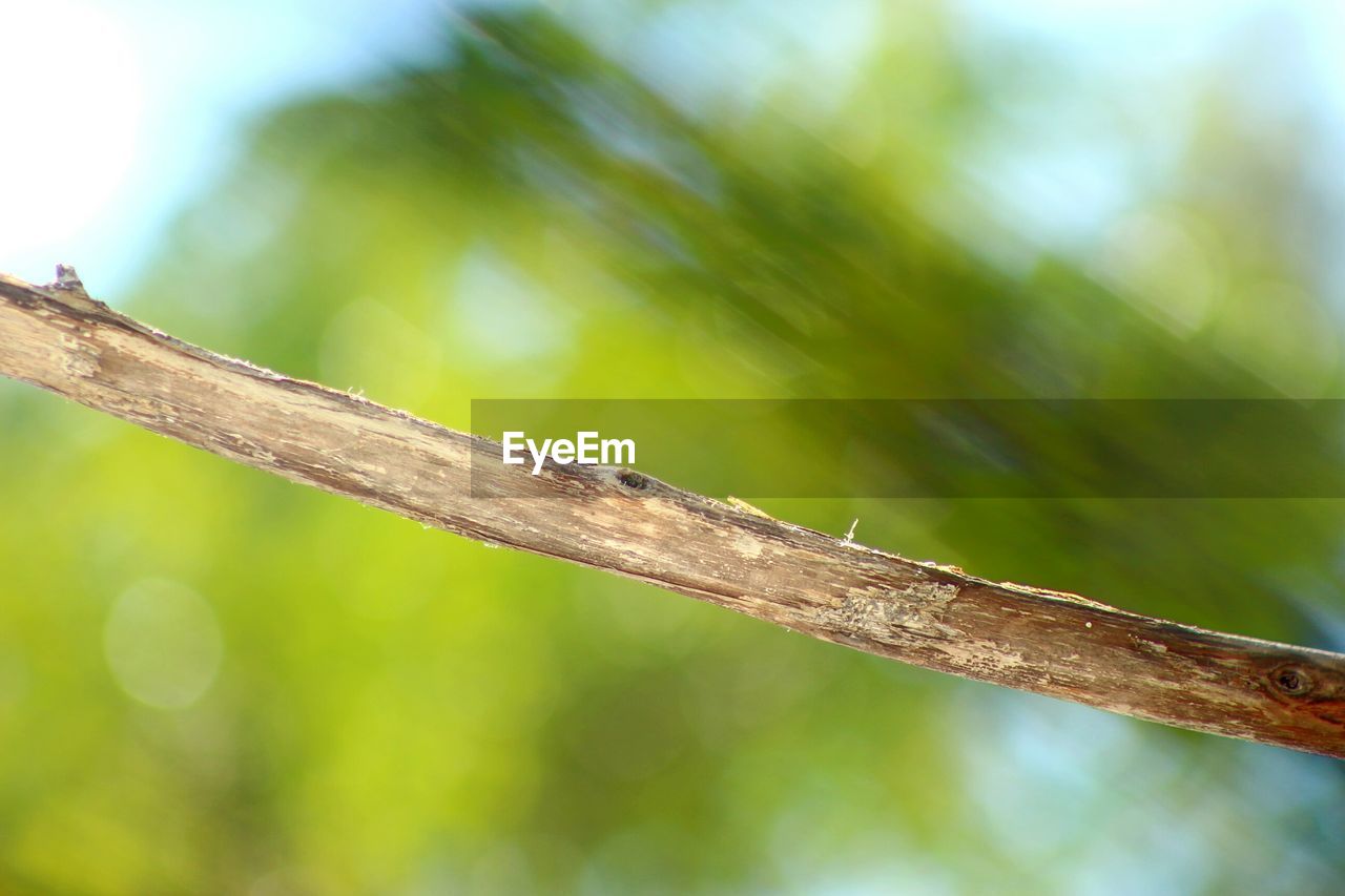 CLOSE-UP OF INSECT ON WOOD