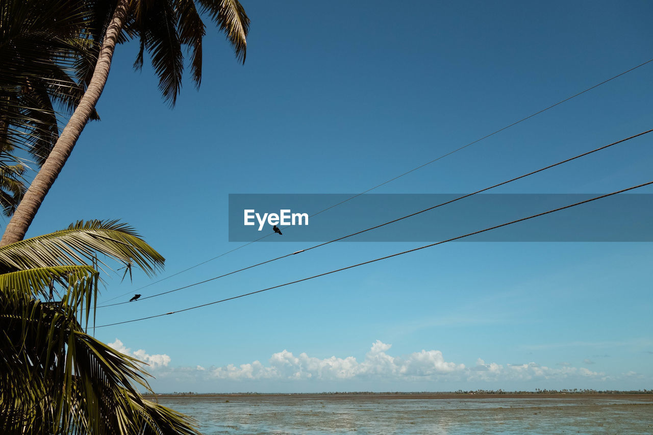 Palm trees by river against sky