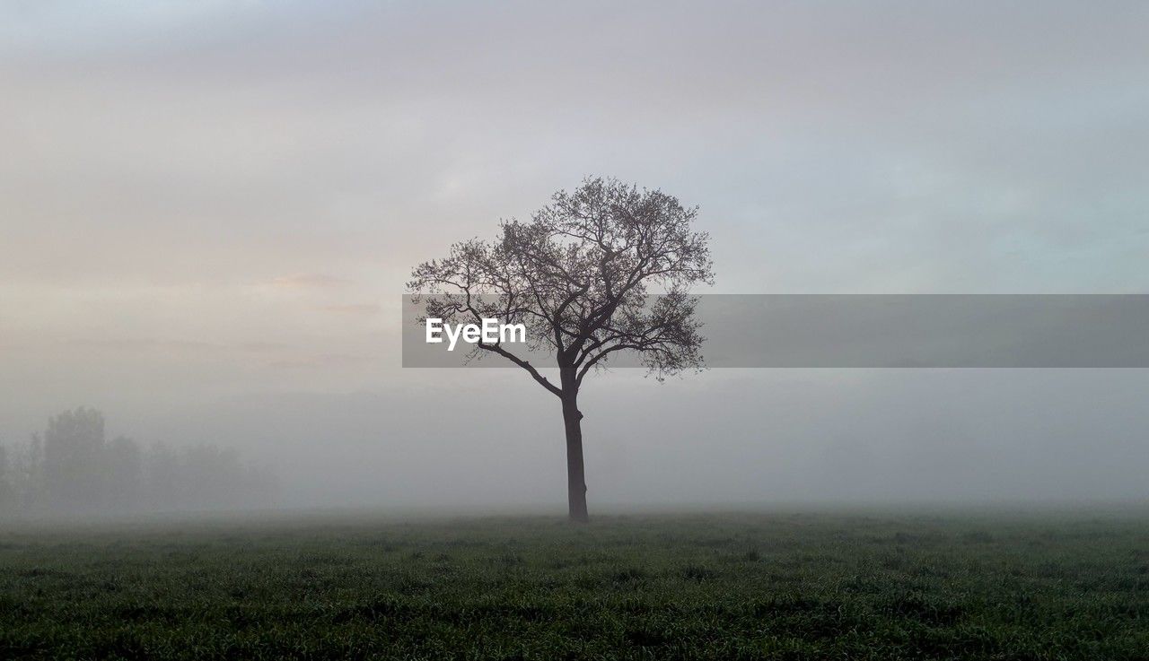mist, plant, tree, fog, environment, morning, landscape, sky, beauty in nature, nature, tranquility, land, scenics - nature, grass, field, tranquil scene, dawn, no people, horizon, cloud, rural scene, outdoors, non-urban scene, idyllic, haze, winter, plain, growth, twilight, sunlight