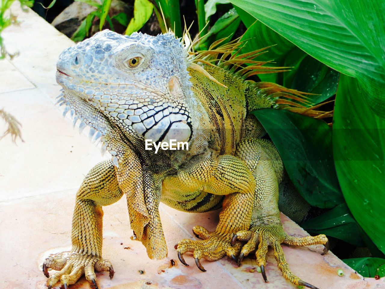 Close-up of iguana