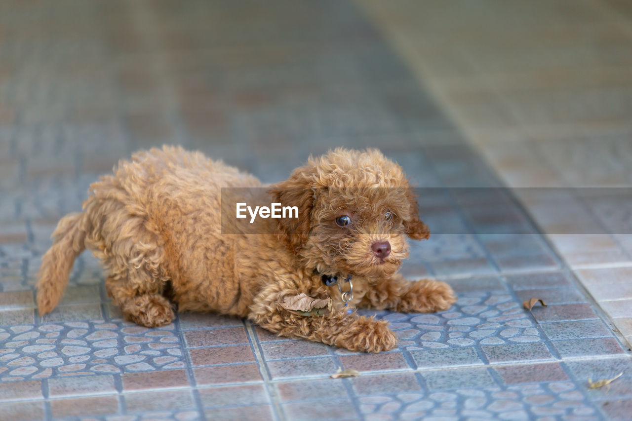 PORTRAIT OF PUPPY ON FLOOR