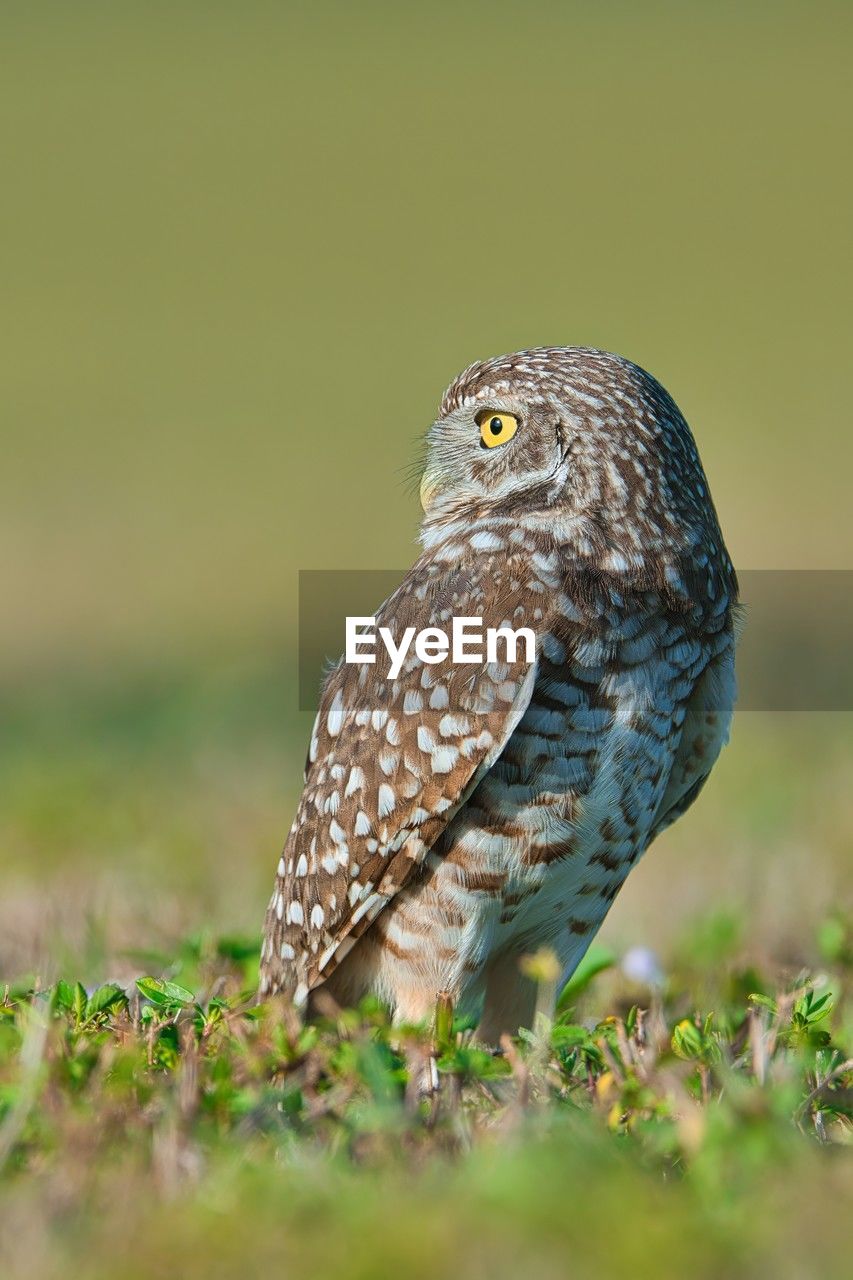 bird, animal themes, animal, animal wildlife, wildlife, one animal, owl, beak, bird of prey, nature, grass, no people, plant, falcon, close-up, portrait, full length, outdoors, selective focus, perching, day