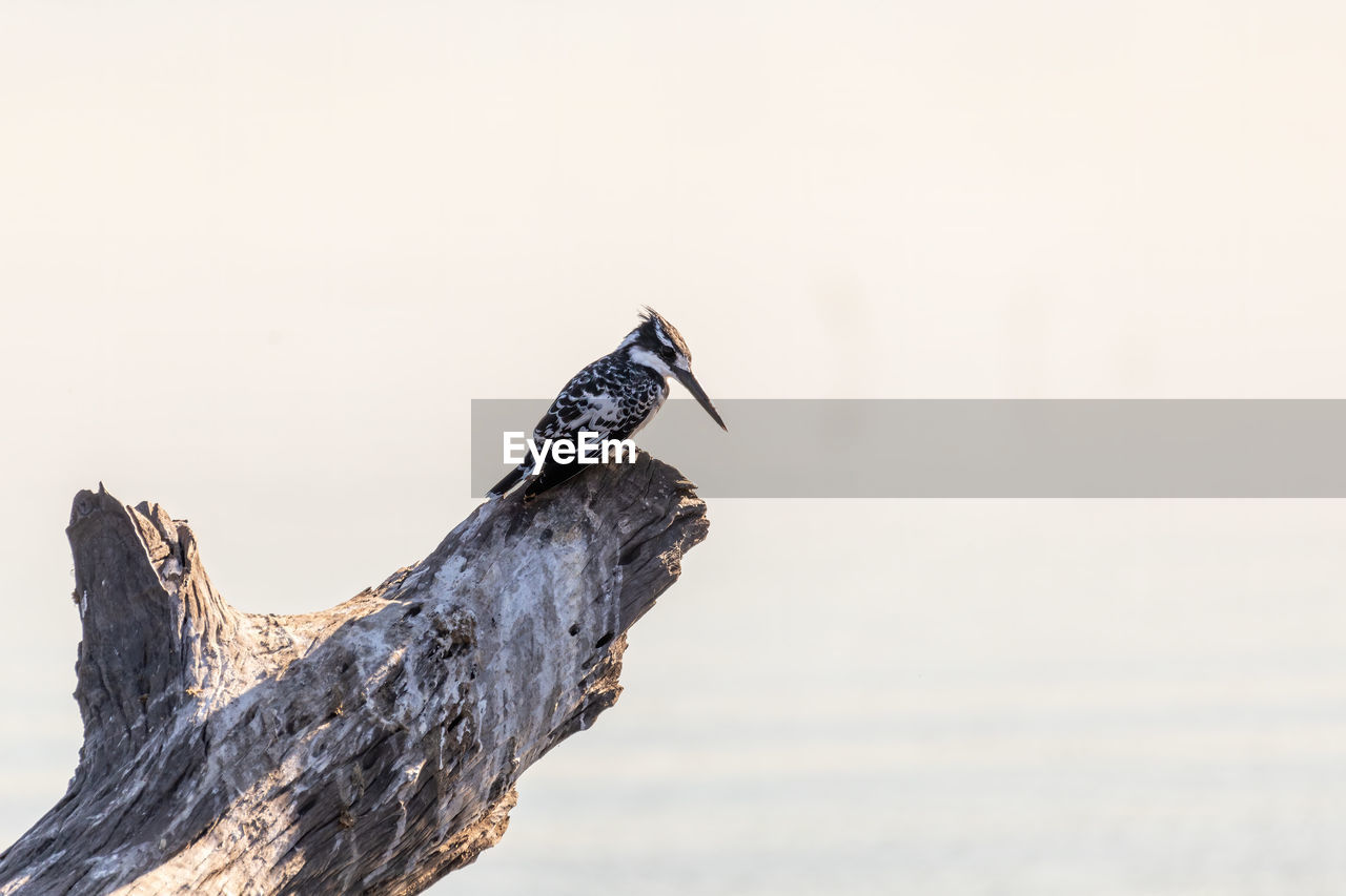 CLOSE-UP OF BIRD PERCHING ON DRIFTWOOD