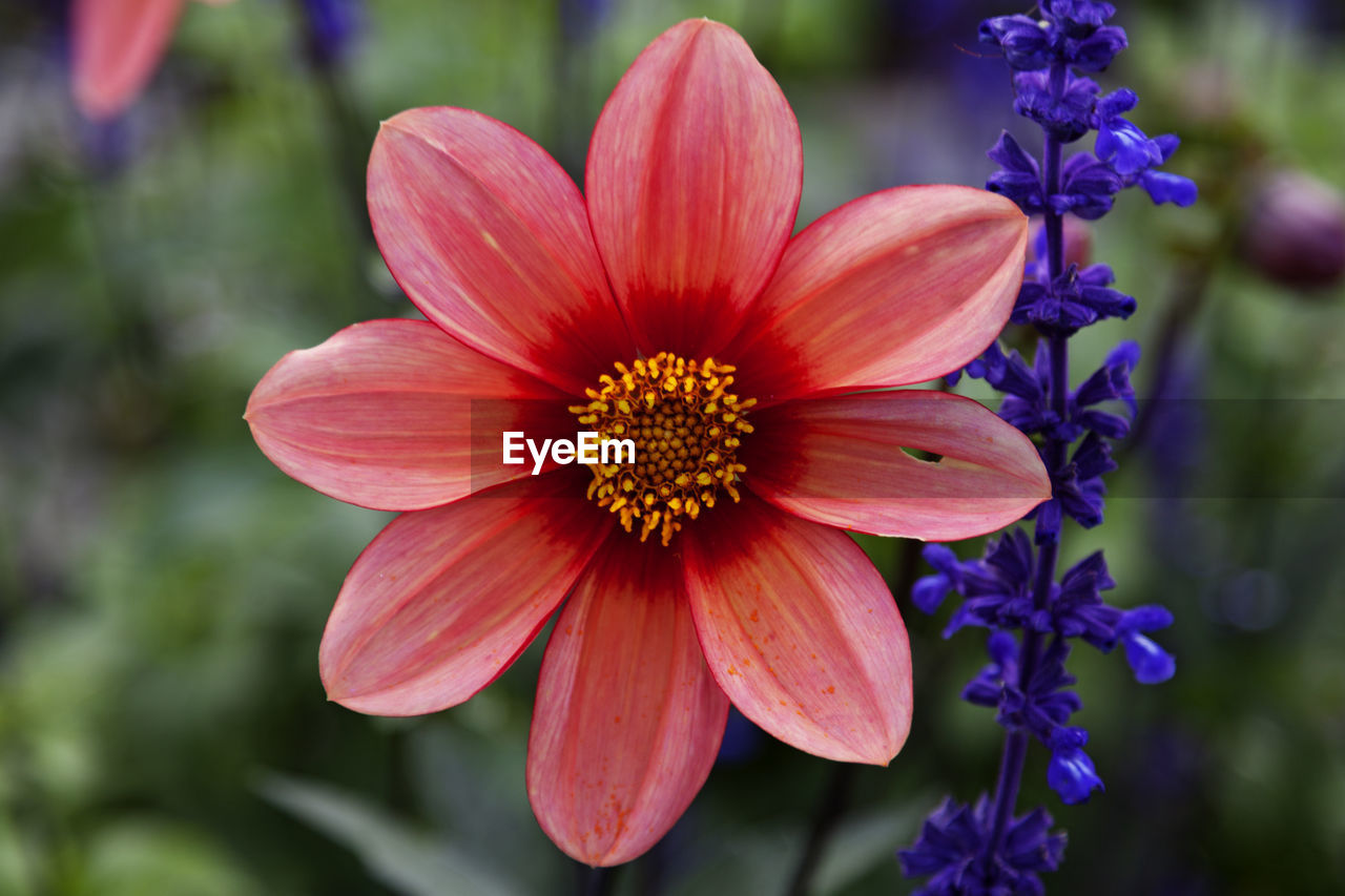 A beautiful flower in pink and red with yellow in the middle