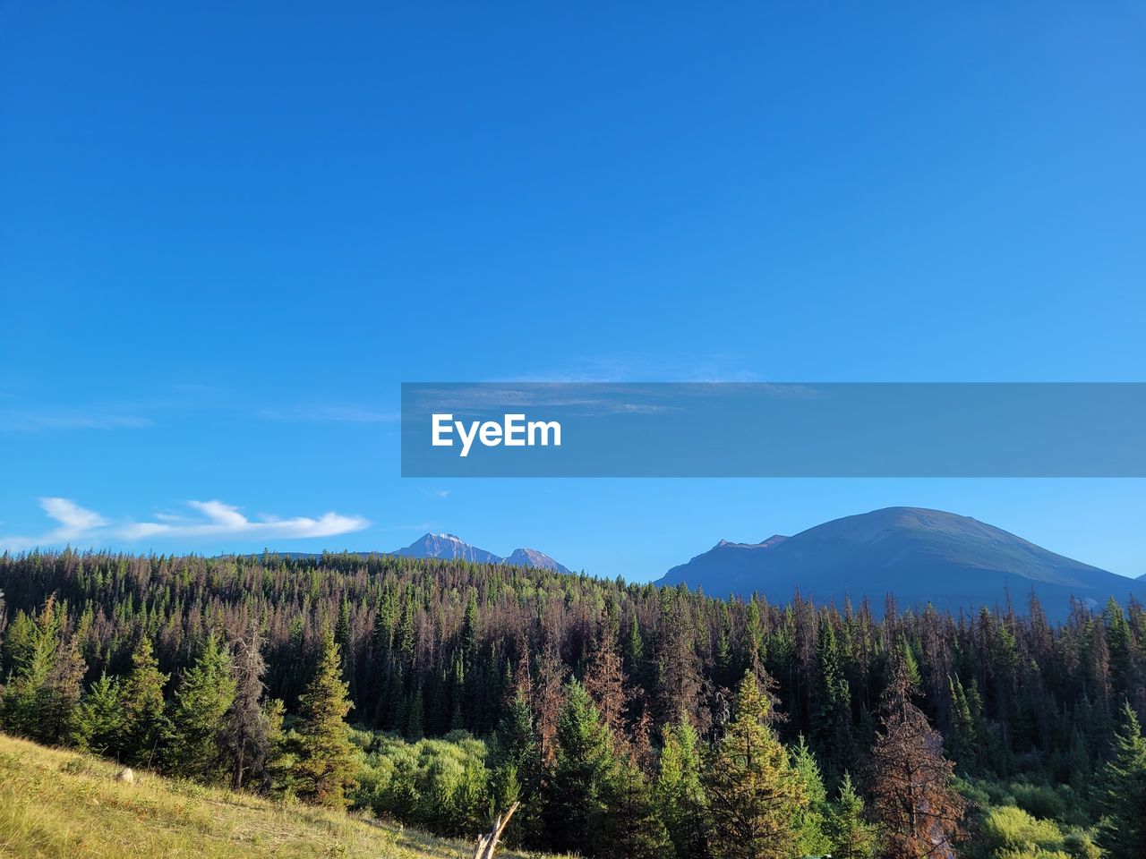 SCENIC VIEW OF TREES AND MOUNTAINS AGAINST BLUE SKY