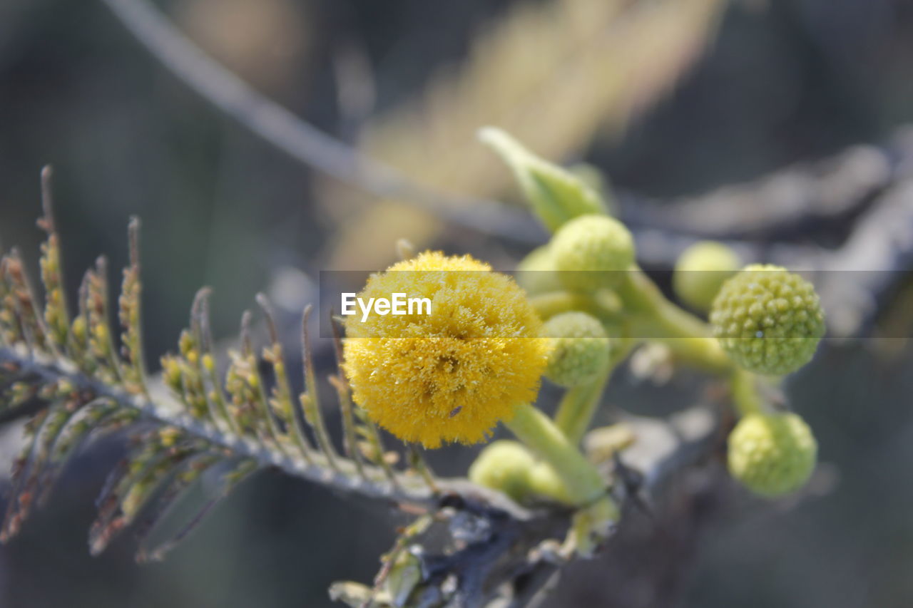 Close-up of yellow flowering plant