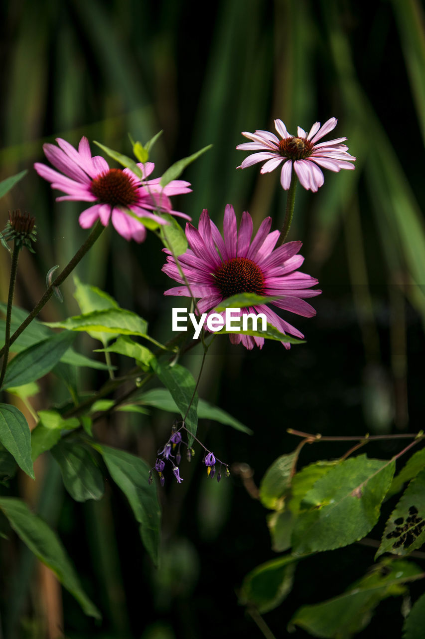 CLOSE-UP OF PURPLE FLOWERING PLANTS