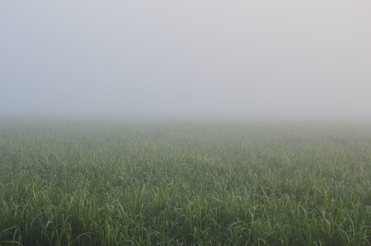 Field in fog