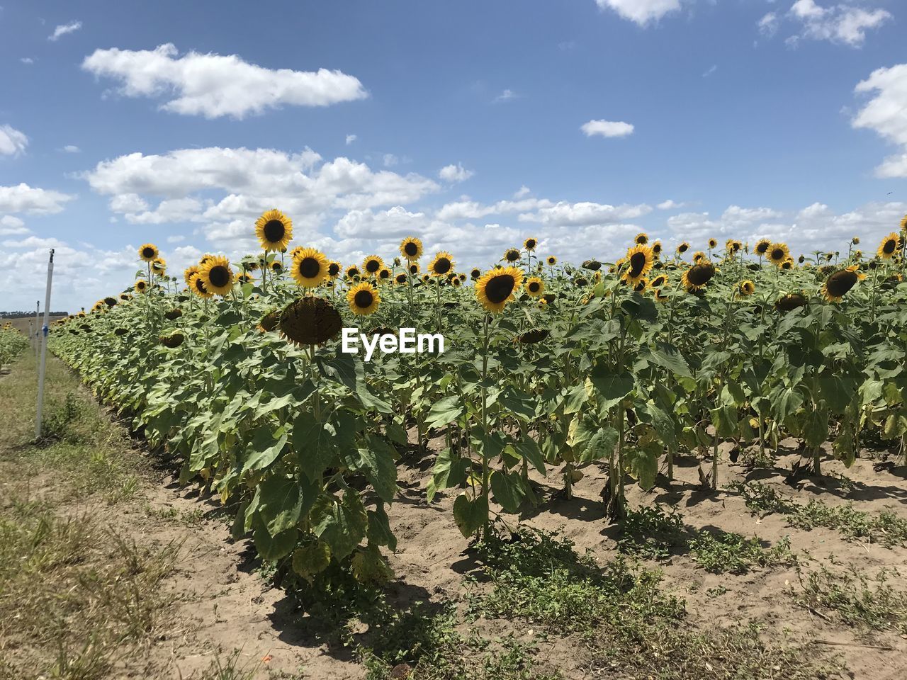 Sunflower patch 