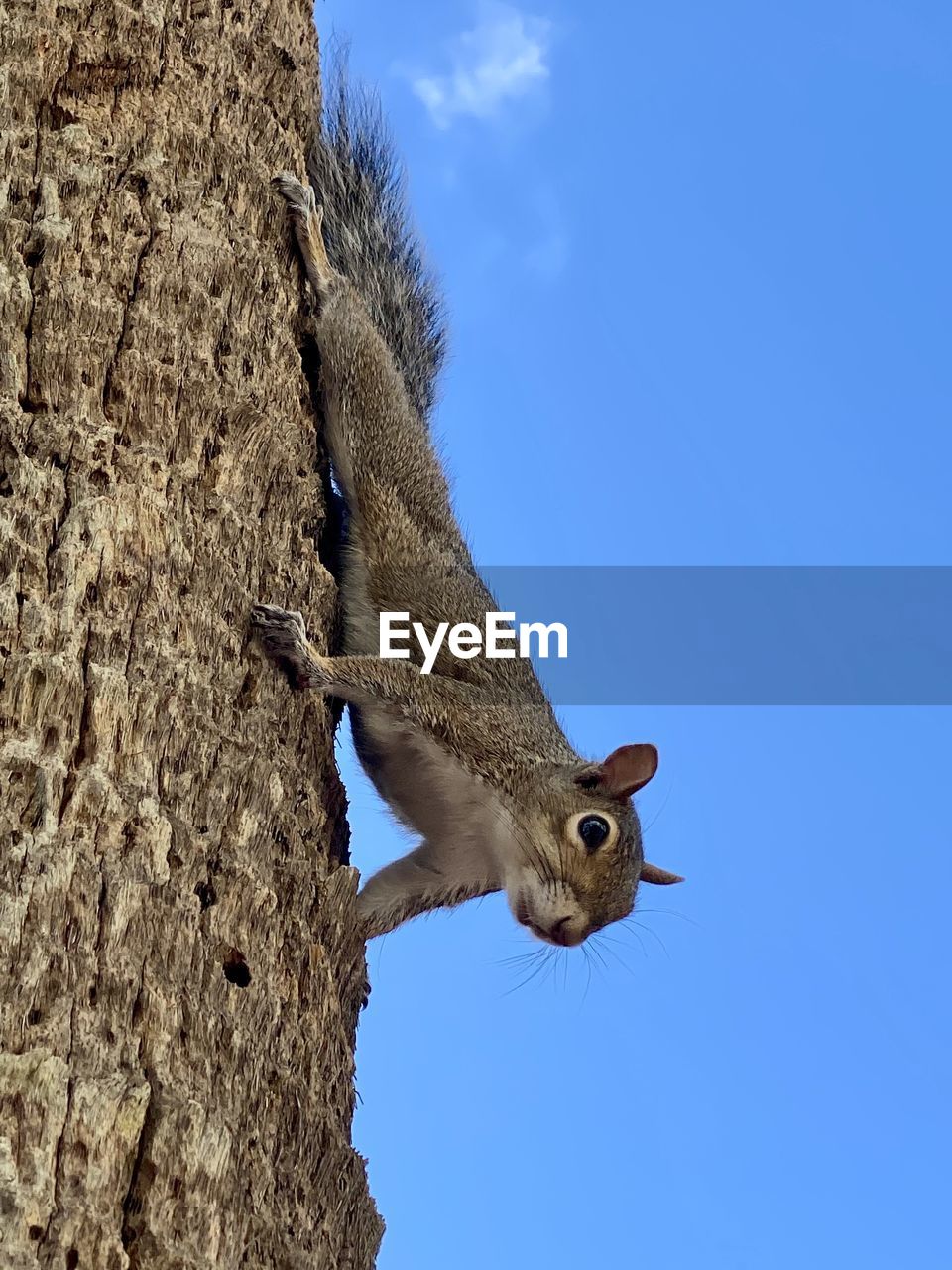 LOW ANGLE VIEW OF SQUIRREL ON TREE