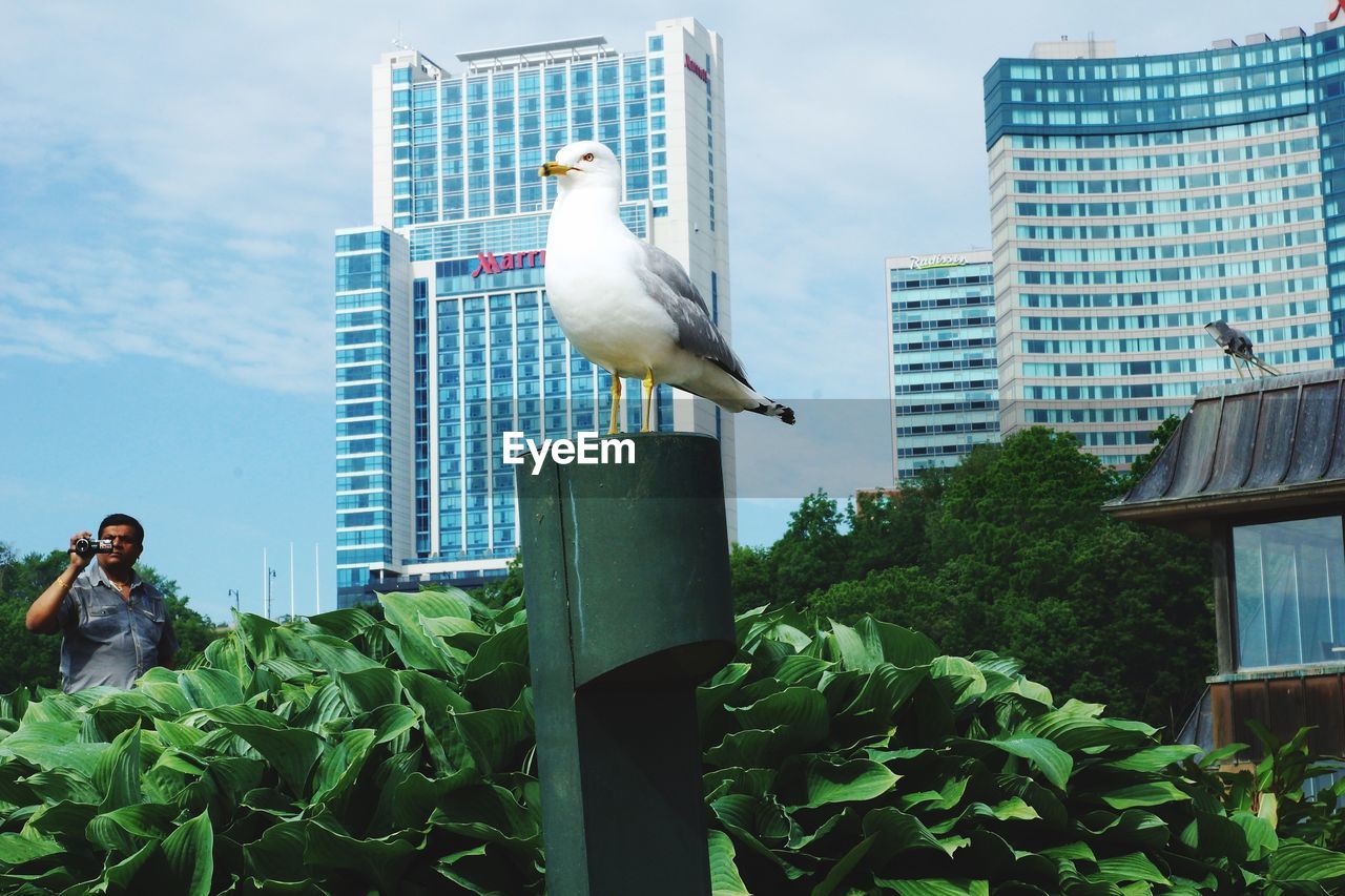 Low angle view of seagull perching on metal against building