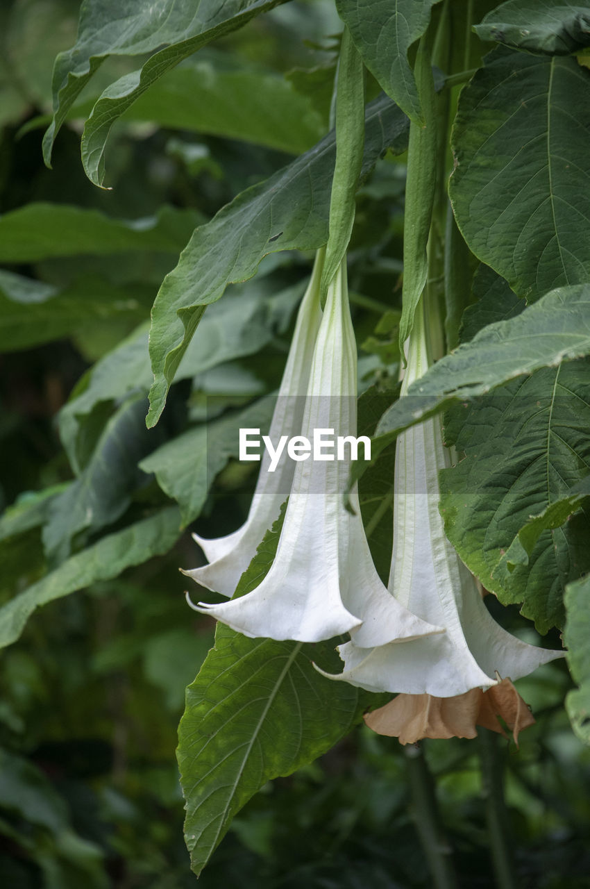 CLOSE-UP OF WHITE FLOWERING LEAVES