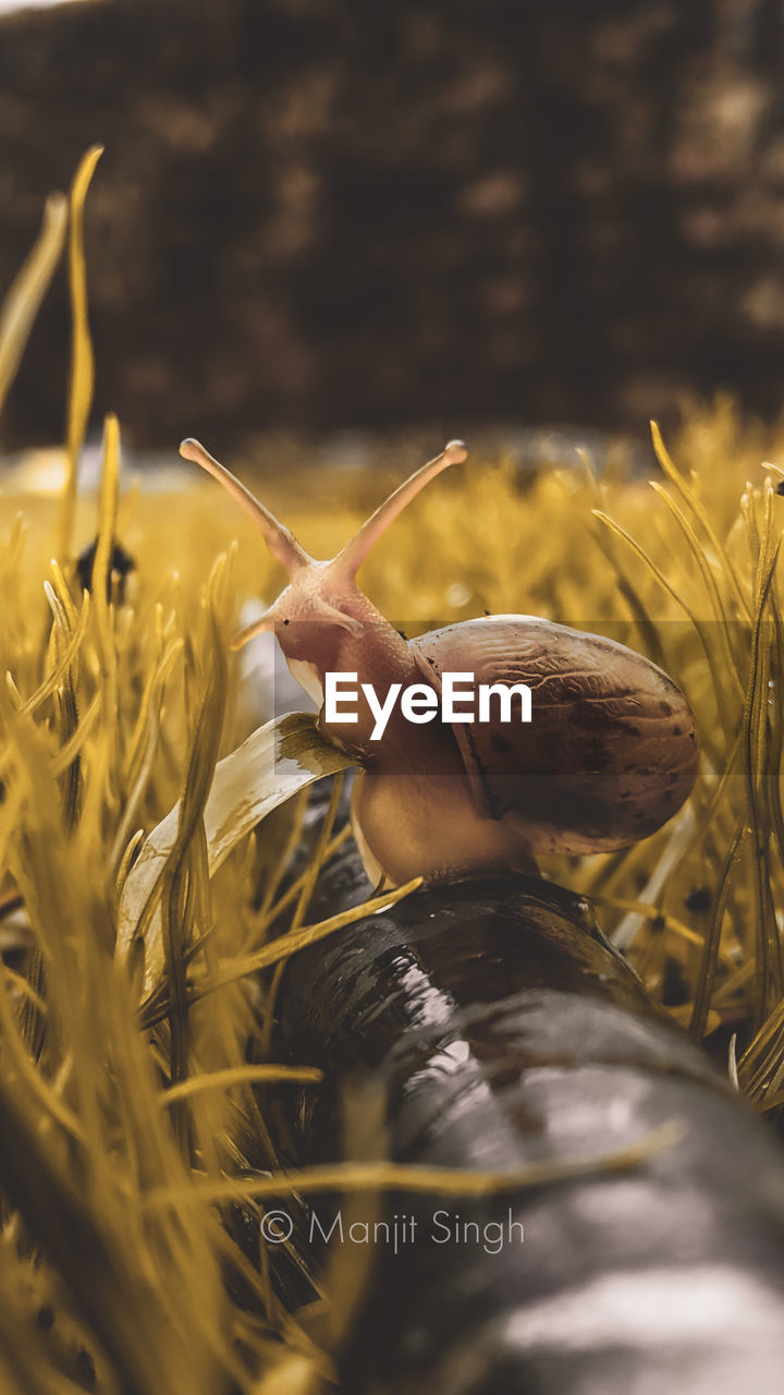 CLOSE-UP OF SNAIL ON DIRT ROAD