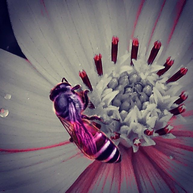 CLOSE-UP OF PINK FLOWERS