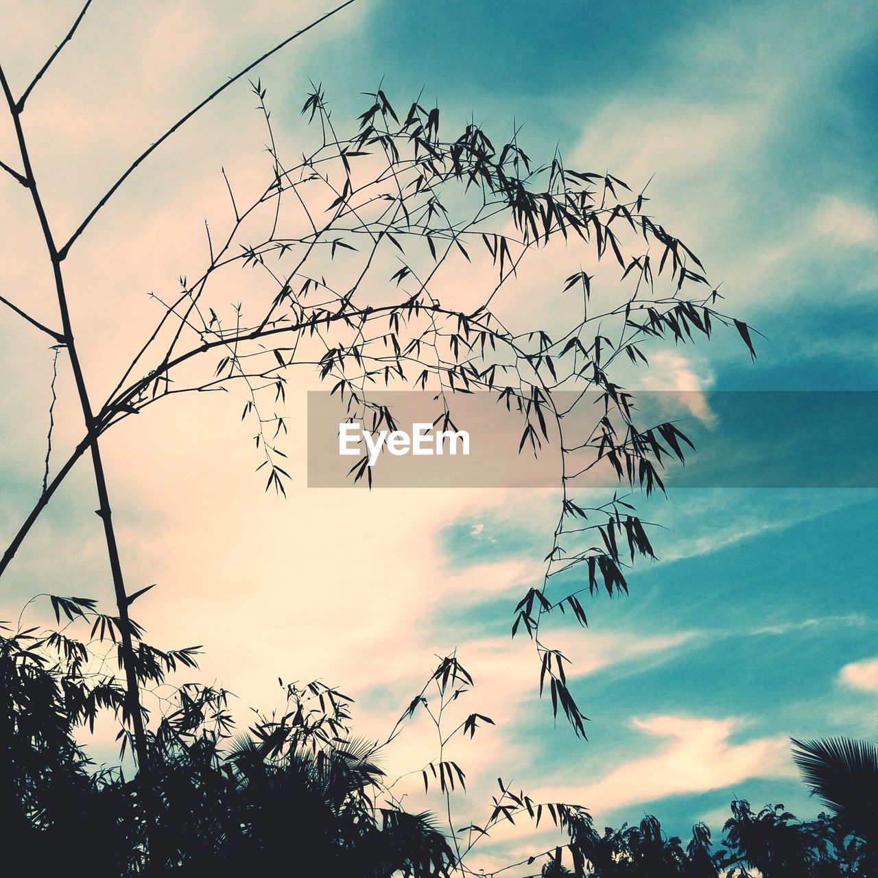 Low angle view of bamboo against sky