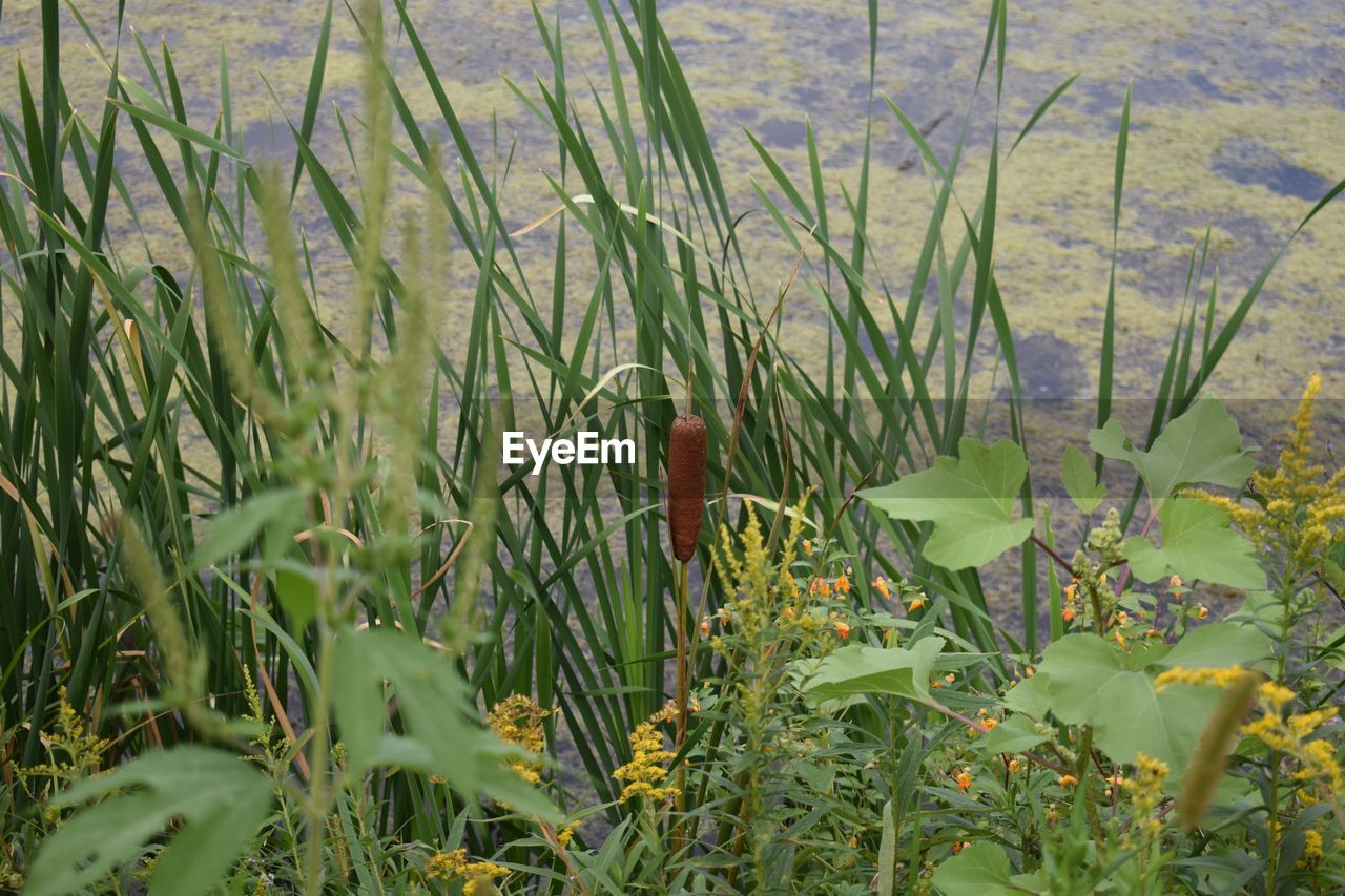 GRASS GROWING IN FIELD