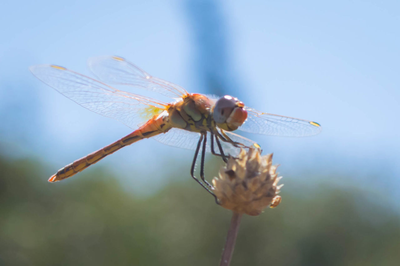 CLOSE-UP OF DRAGONFLY ON FLOWERS