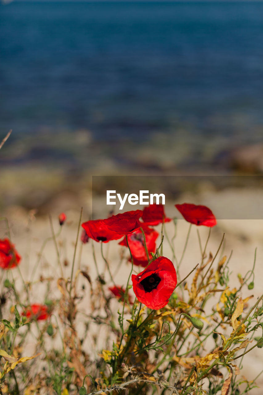plant, flower, red, flowering plant, nature, beauty in nature, land, sea, water, no people, petal, focus on foreground, freshness, beach, poppy, close-up, outdoors, wildflower, fragility, day, tranquility, rose, leaf, flower head, sky, scenics - nature, horizon, inflorescence, tranquil scene, environment