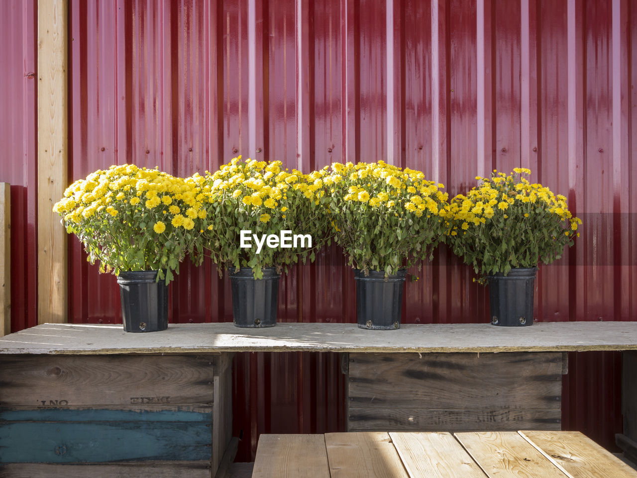 Yellow flowers on wood