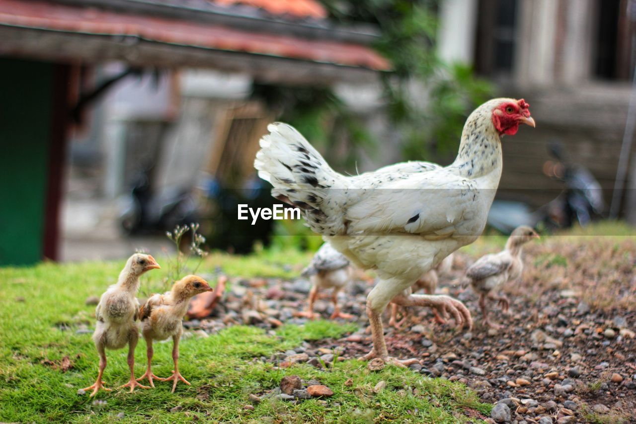 The mother hen and chicks are looking for food in the fields