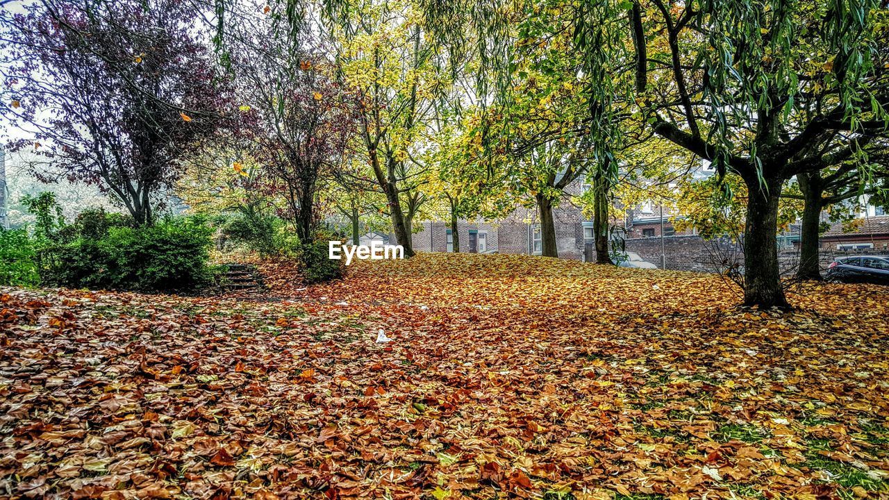 Surface level of autumnal leaves against trees