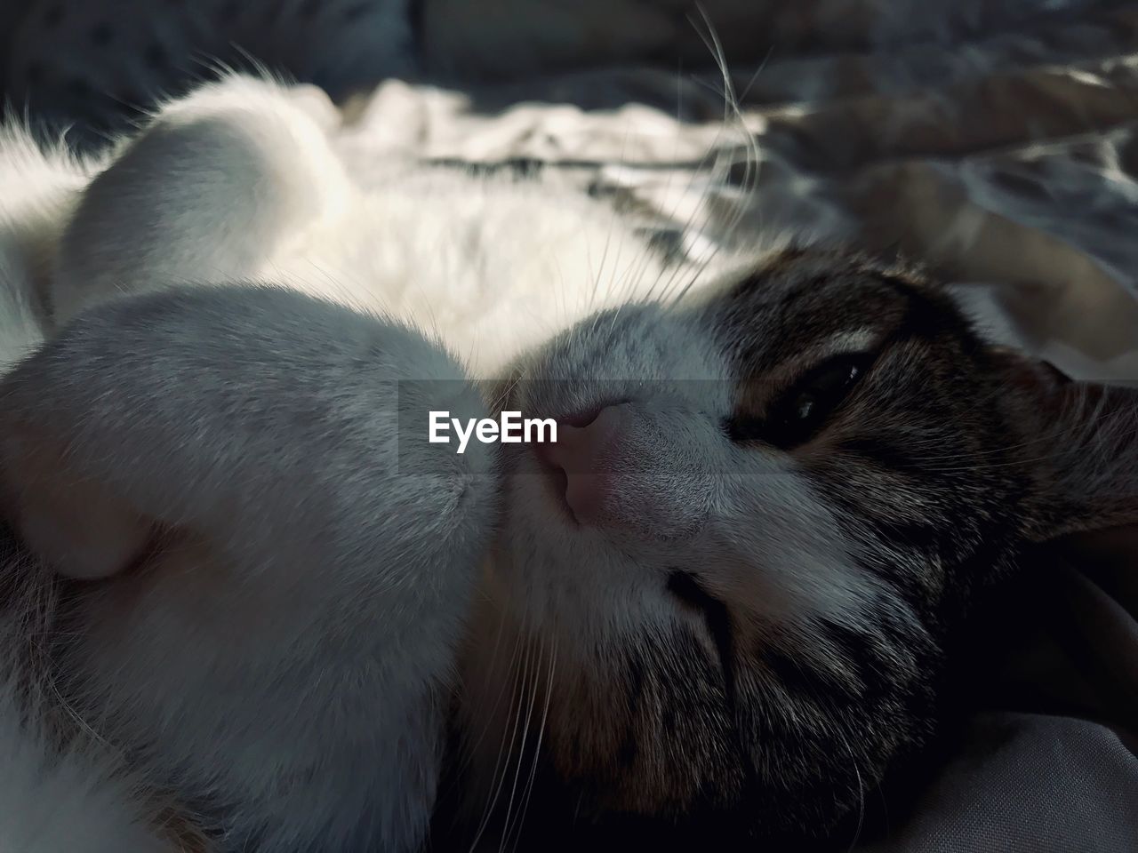 CLOSE-UP OF CAT SLEEPING OUTDOORS