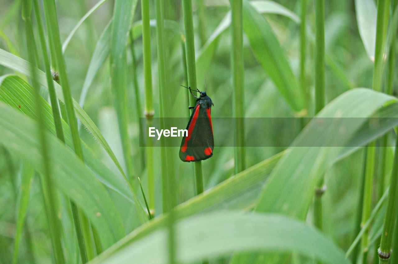 CLOSE-UP OF BUTTERFLY ON PLANT