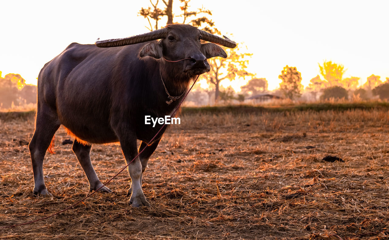 Swamp buffalo at a harvested rice field in thailand. buffalo stand at rice farm in the morning.