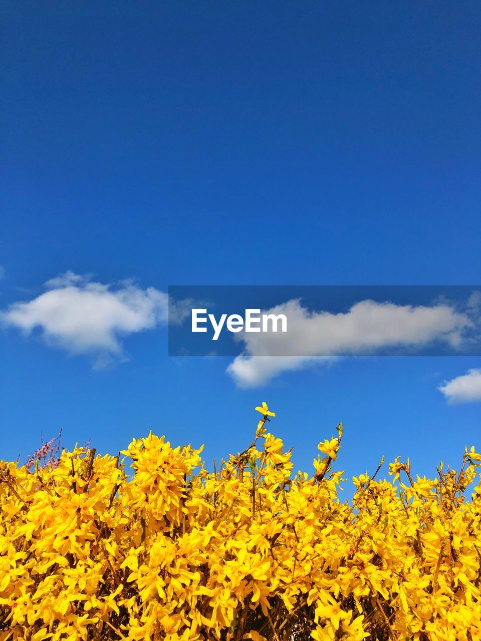 Low angle view of yellow flowering plants against blue sky