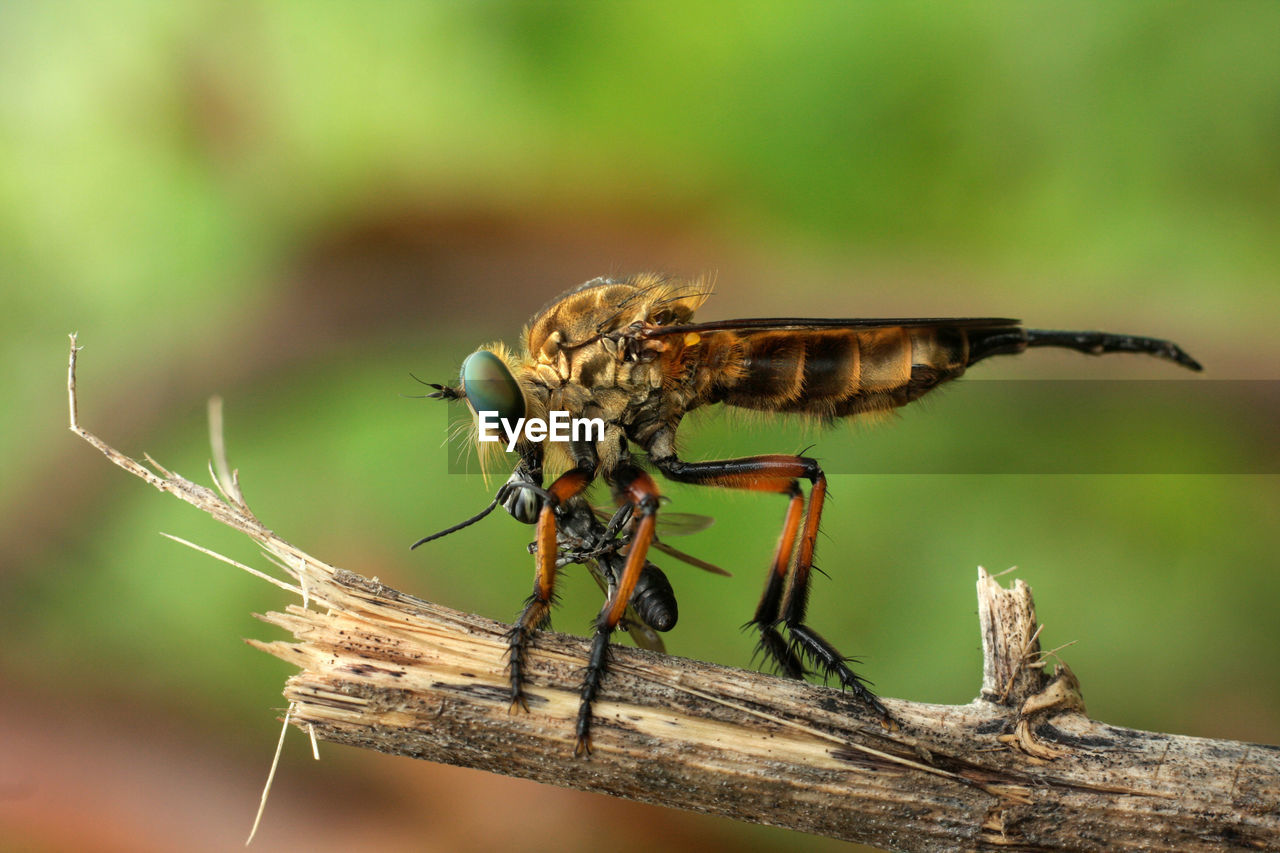 Close-up of robberfly catch bee on wood