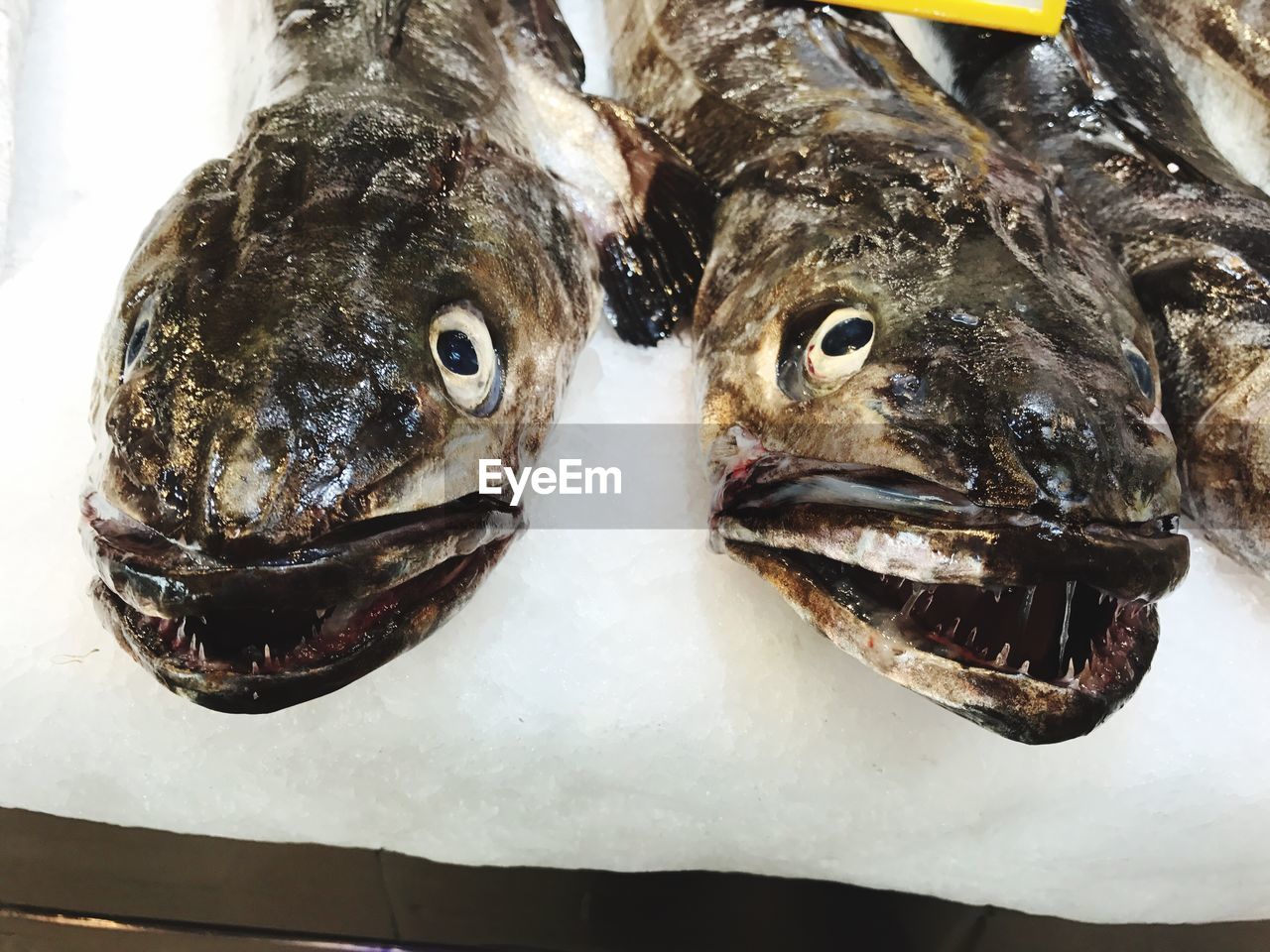 Close-up of fish on snow