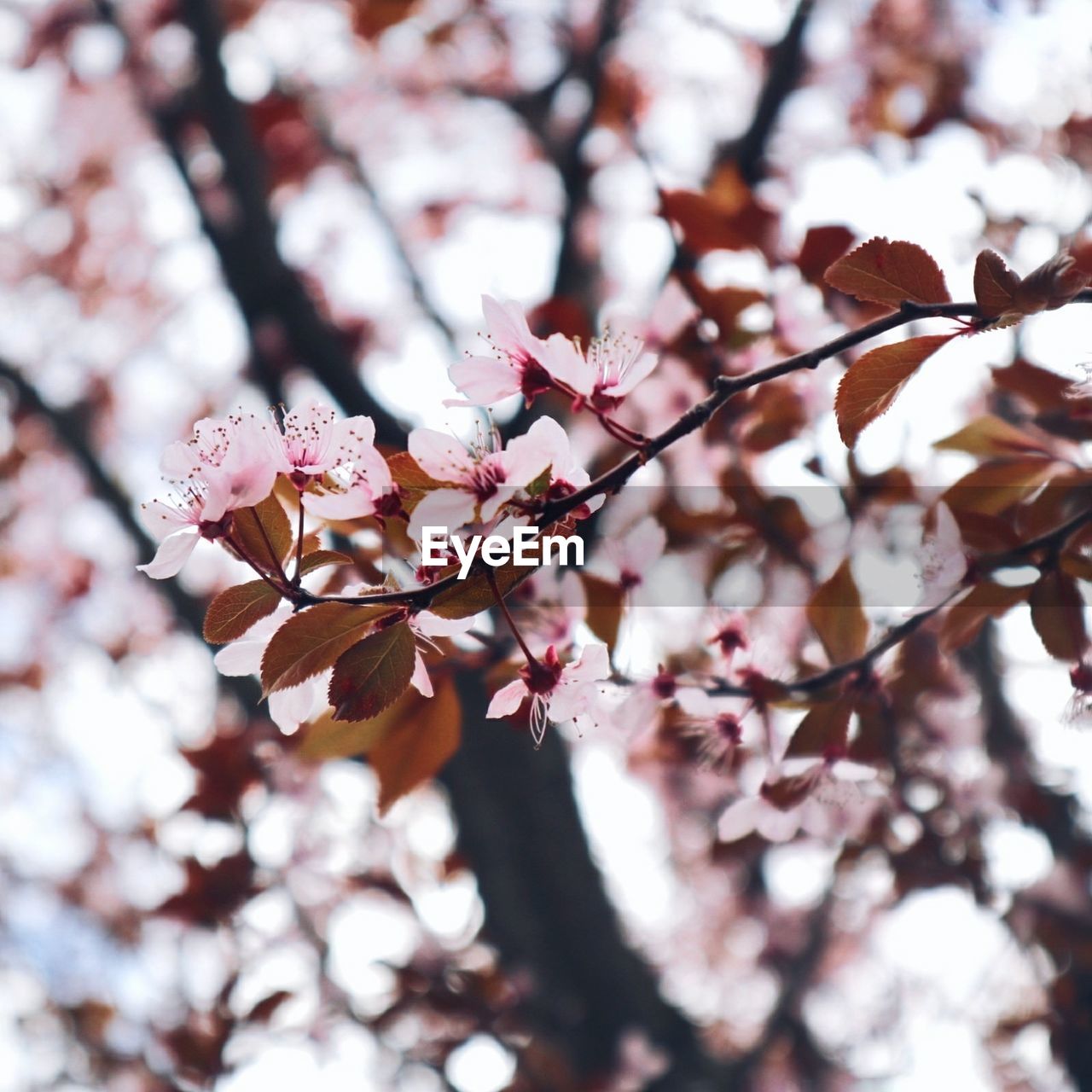 Low angle view of cherry blossoms in spring