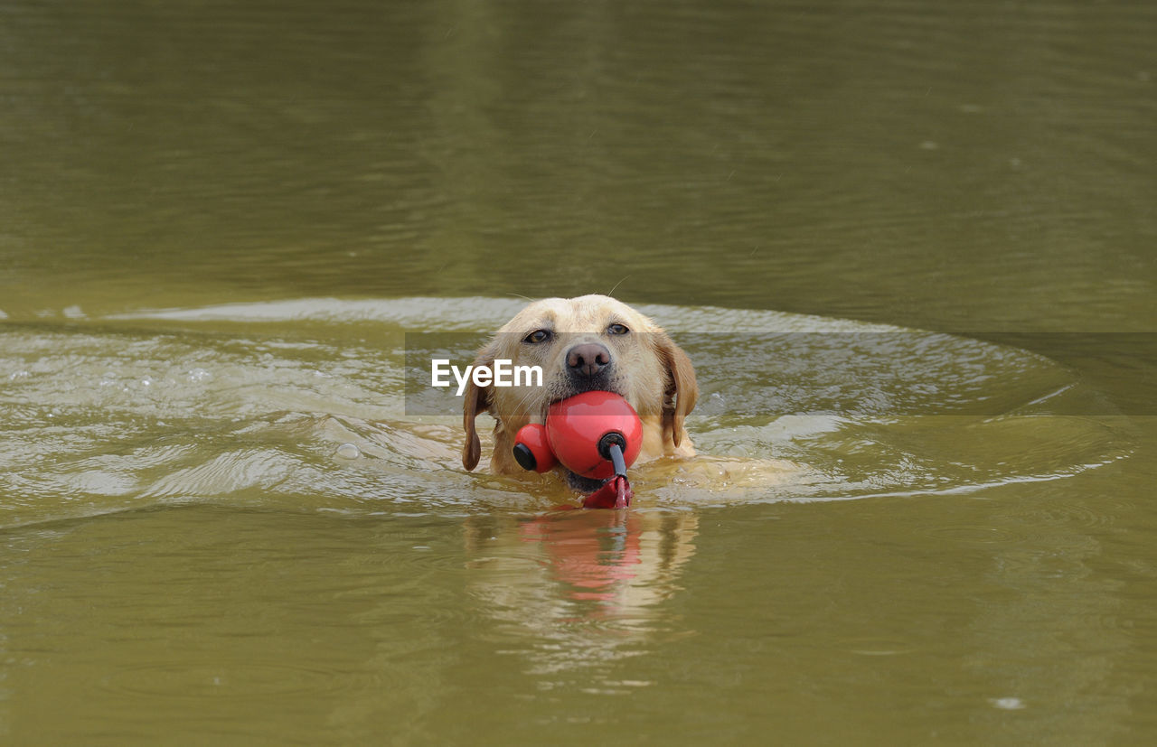 High angle view of dog carrying buoy while swimming in lake