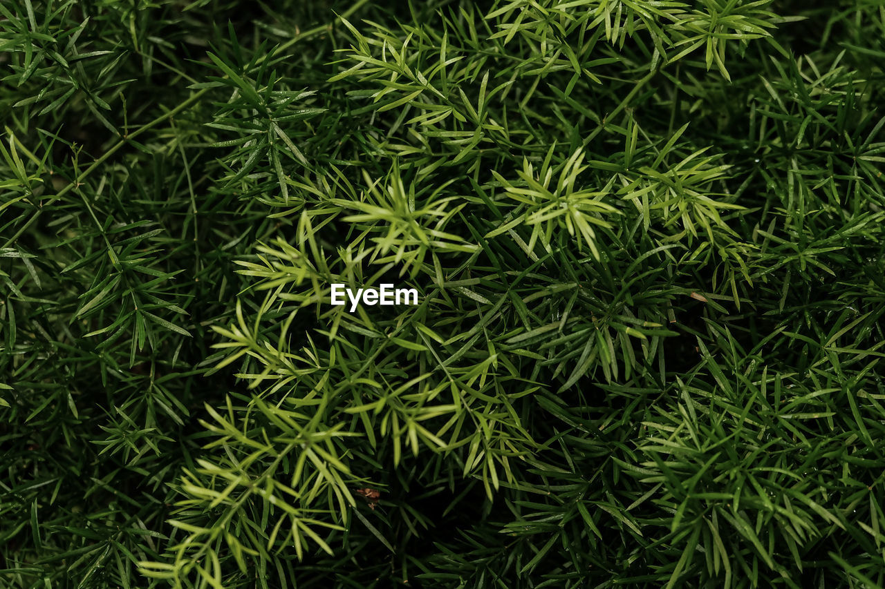 FULL FRAME SHOT OF PLANTS ON FIELD