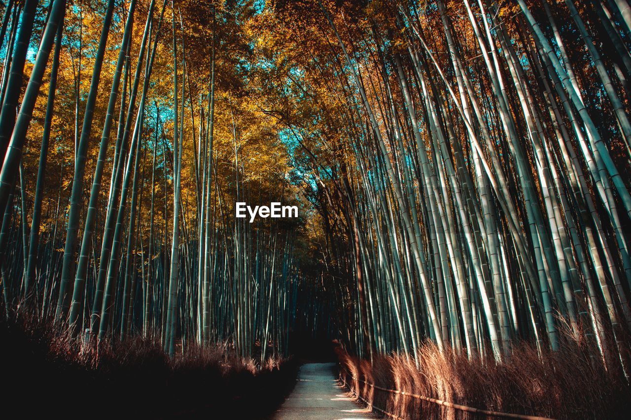 Low angle view of bamboo trees in forest