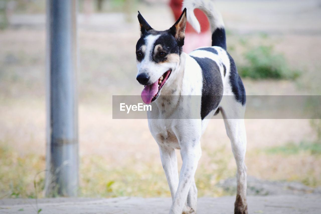 Portrait of a dog running