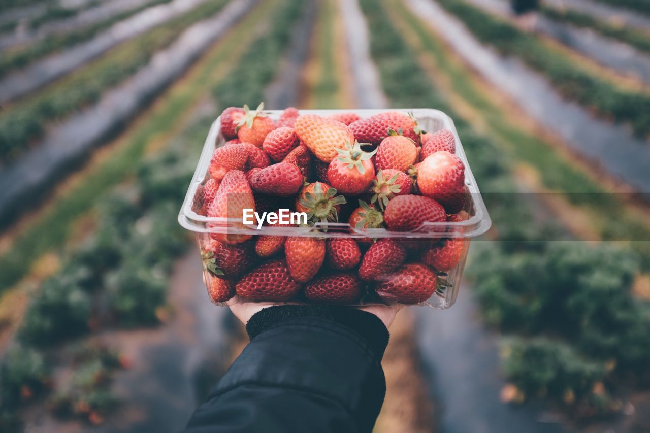 Cropped hand holding strawberries in box outdoors
