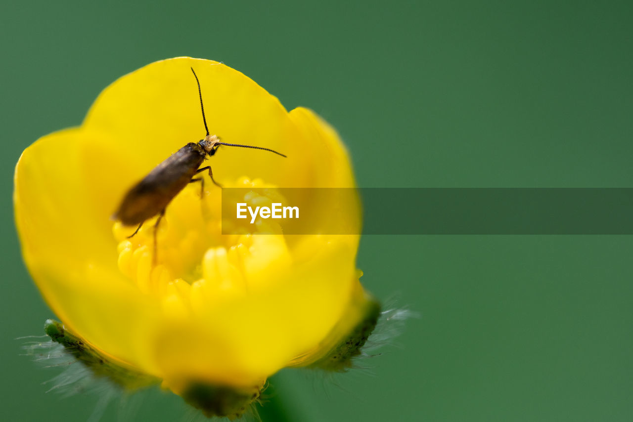 Close-up of insect on yellow flower