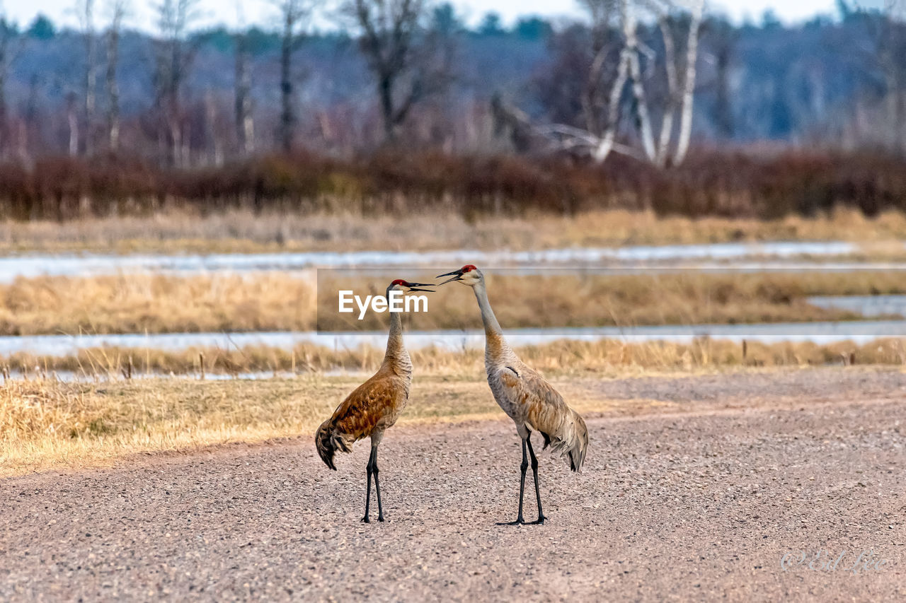 SIDE VIEW OF TWO BIRDS ON FIELD