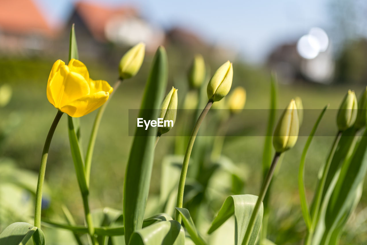 CLOSE-UP OF YELLOW FLOWERING PLANTS GROWING ON FIELD