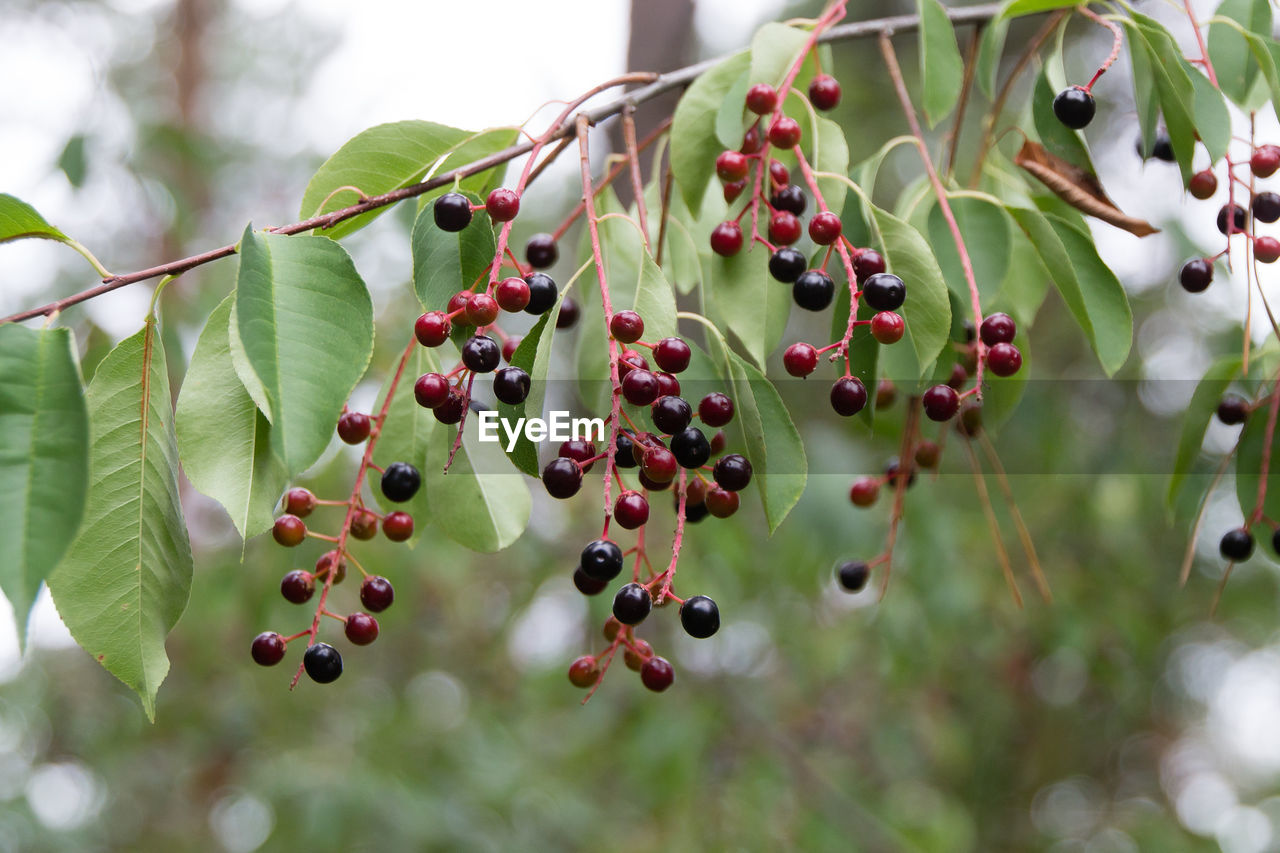 Close-up of berries growing on tree