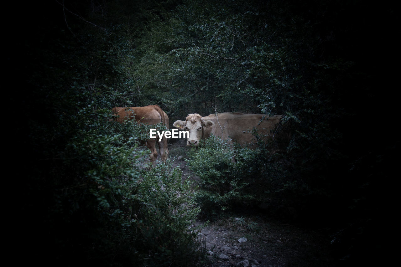 White cow looking at the camera in a dark forest