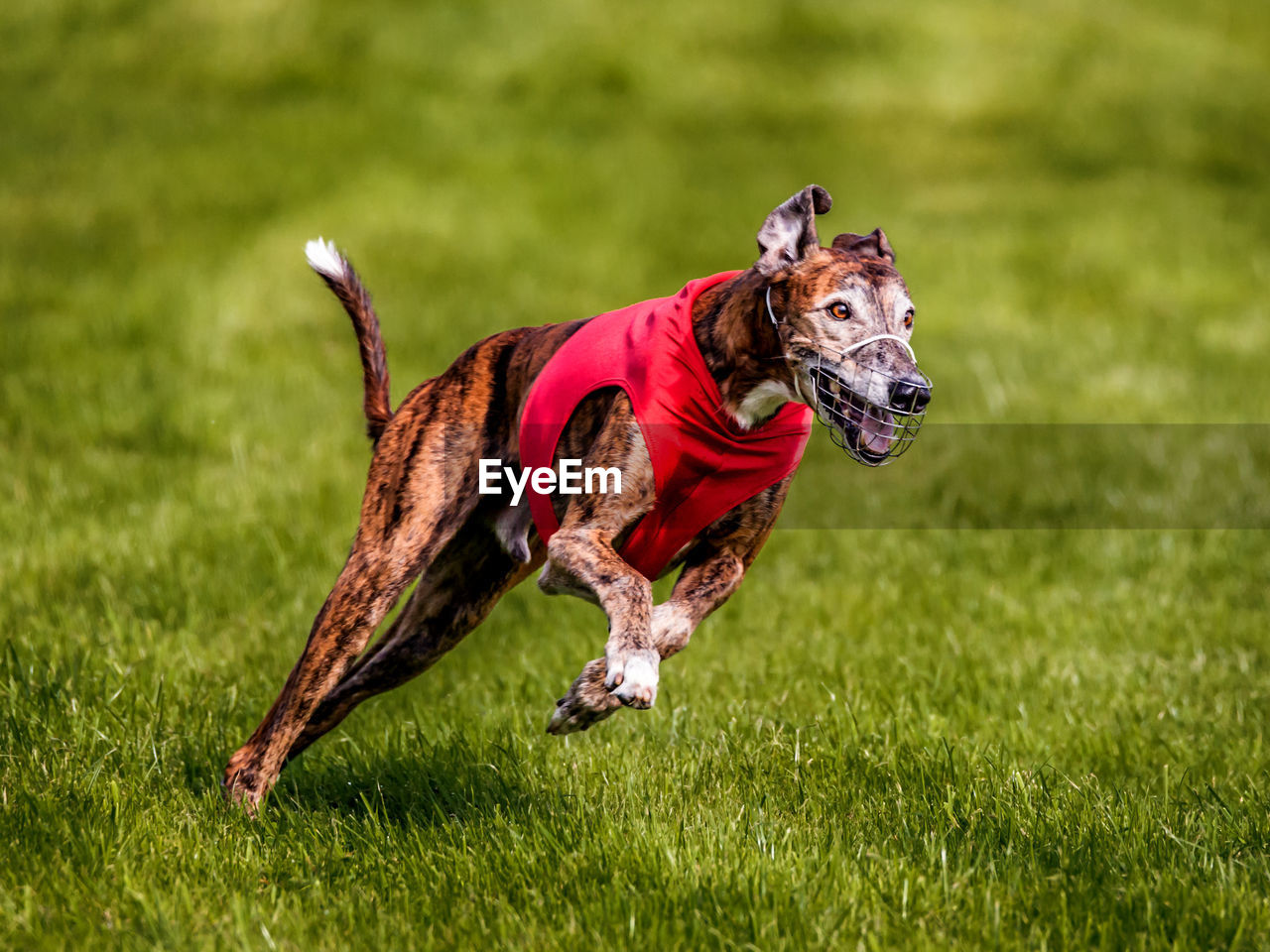 Close-up of dog running on grassy field