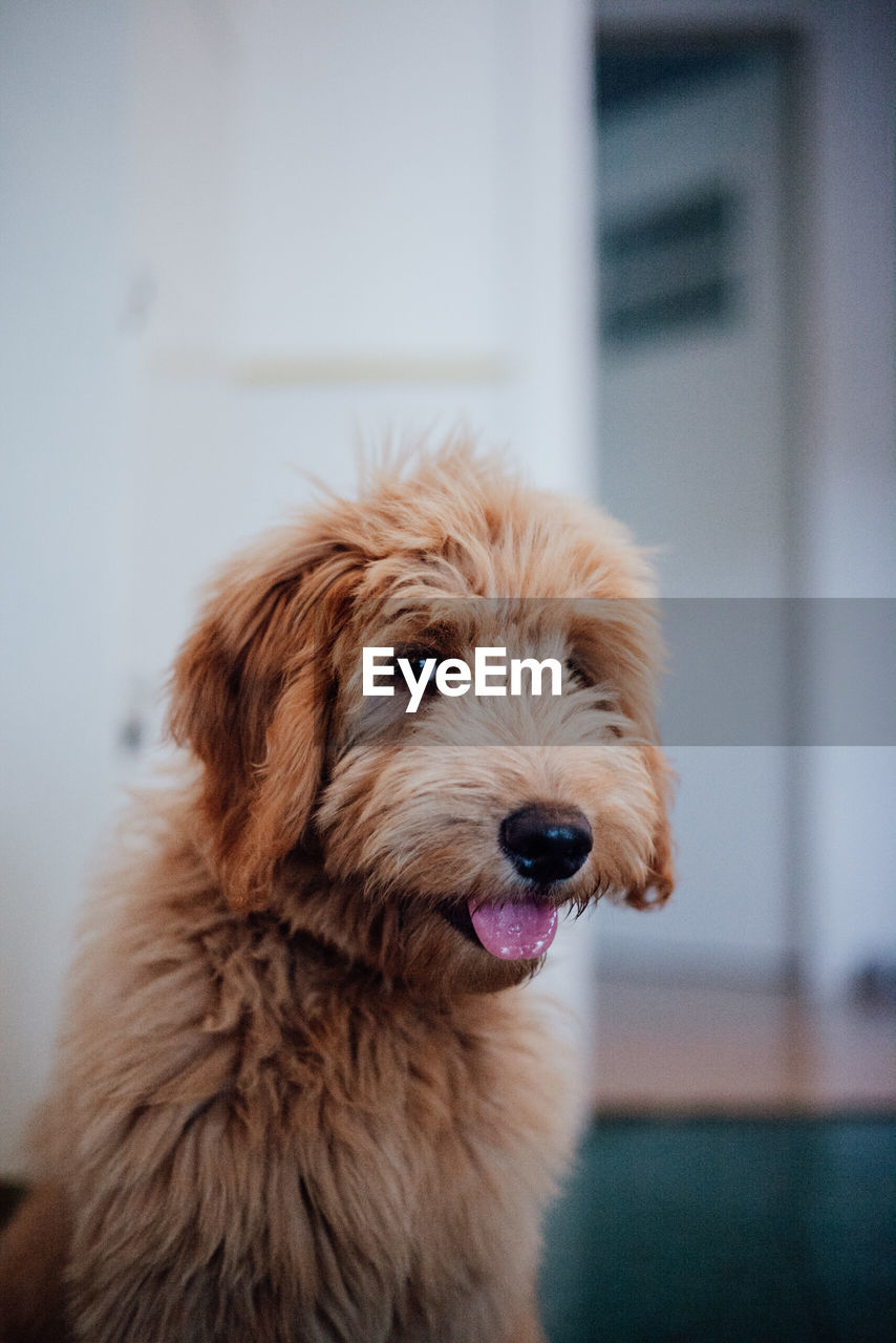 Close-up portrait of  beautiful young goldendoodle 