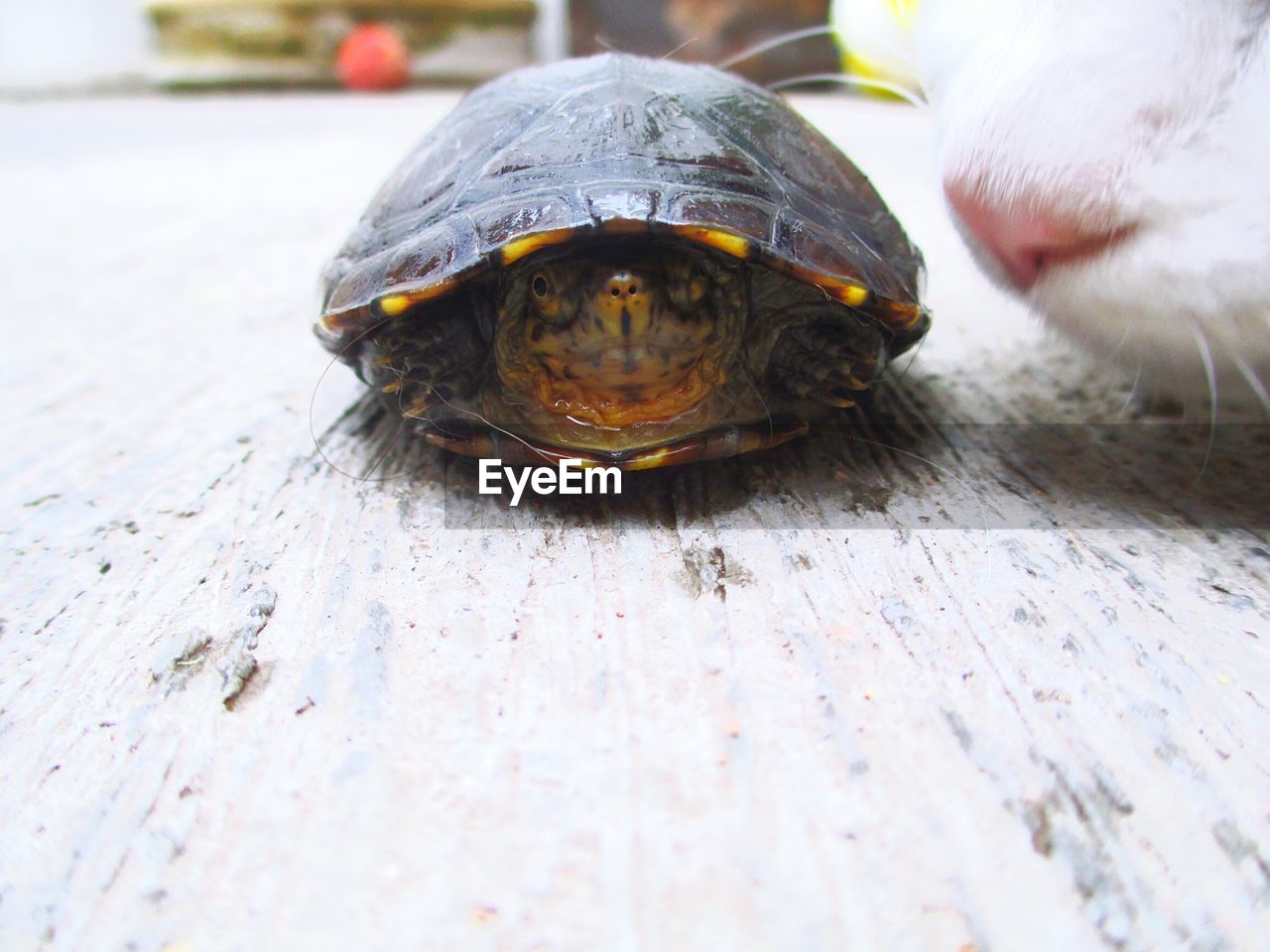 Tortoise with cat on floor