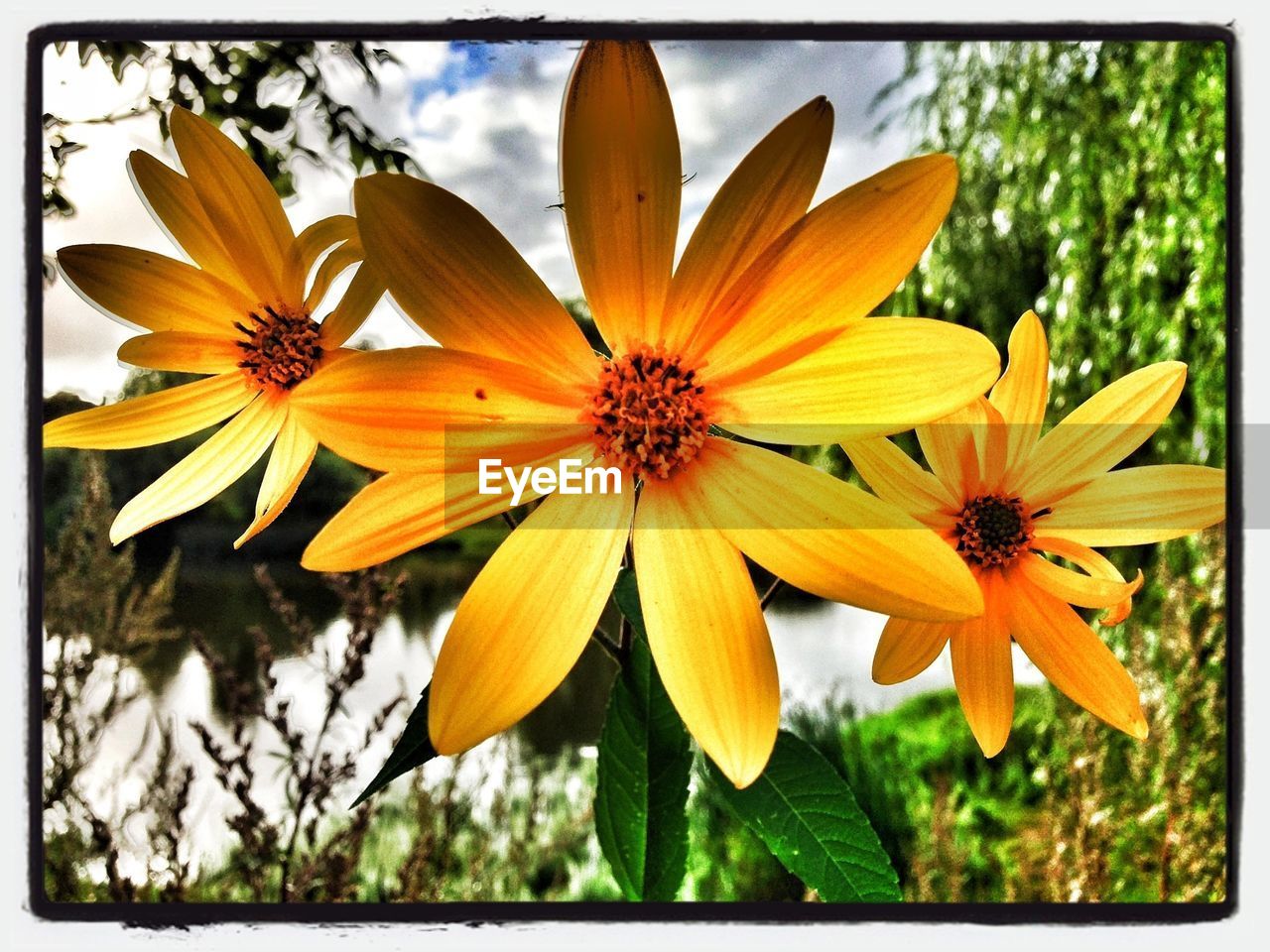 Close-up of yellow flowers blooming in field