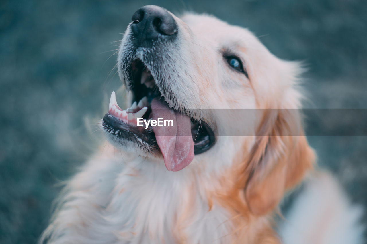 Close-up of dog looking away