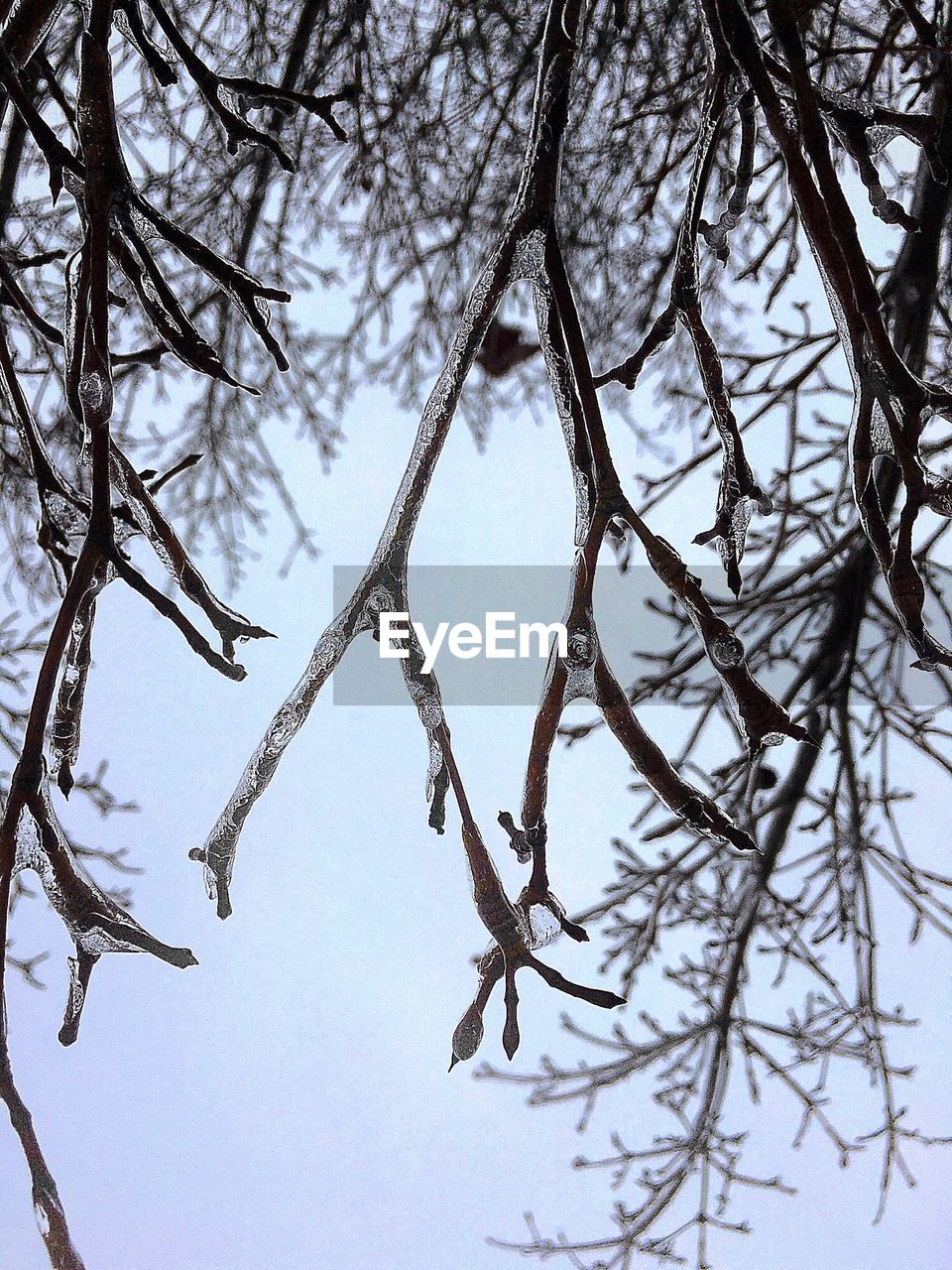 LOW ANGLE VIEW OF BARE TREES AGAINST SKY